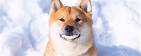 Создать мем "собака акита, собака шиба ину, shiba inu" - Картинки ...