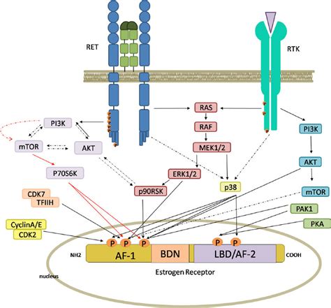 Intracellular Pathways Switched On By Ret And Receptor Tyrosine Kinase