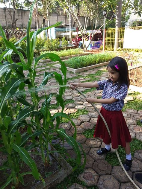 Kegiatan Berkebun Jagung Di Sd Kristen Ketapang Iii Kelas 1 And 2