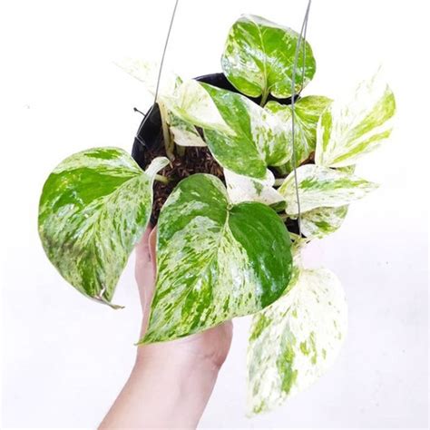 Jual Tanaman Sirih Gading Susu Marble Queen Pothos Epipremnum