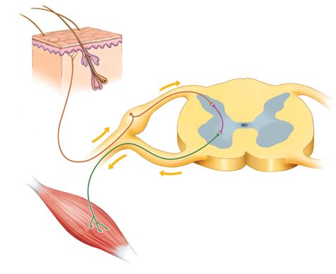 neuron reflex arc diagram quizlet