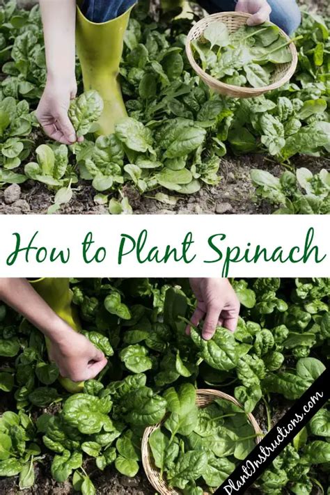 How To Plant Spinach Plant Instructions