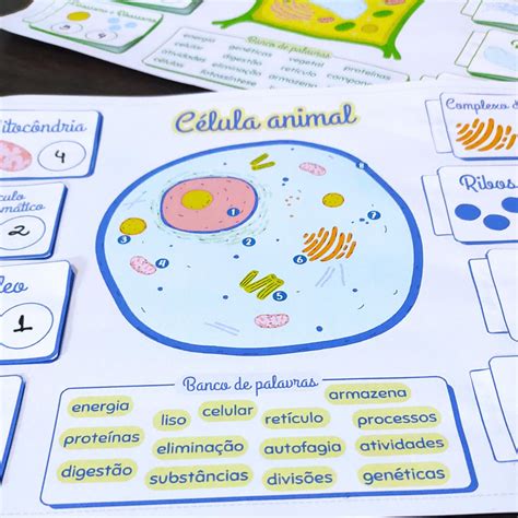 Atividade Celula Animal E Vegetal