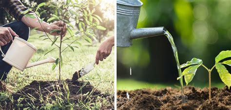 How To Water Newly Planted Trees Step By Step Guide 2025