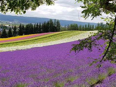 Lavender fields of Hokkaido – A way for all seasons