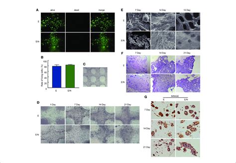 3d Bioprinted Escc Cell Laden System Cultured In Vitro A Live Dead Download Scientific