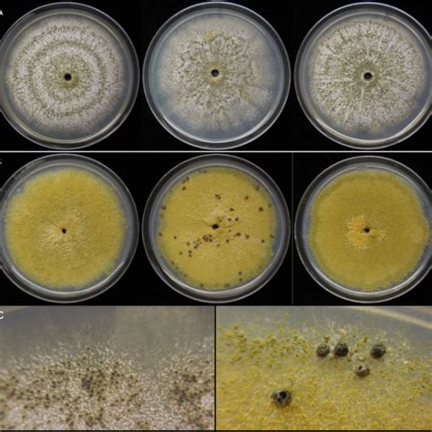 Colony morphology of A. flavus isolates used in genomic analyses of... | Download Scientific Diagram