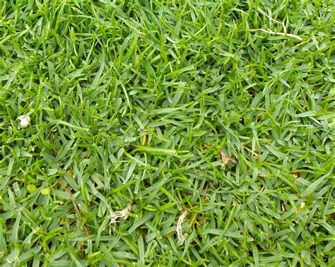 Seashore Bentgrass Seeds (Agrostis pallens) — Northwest Meadowscapes