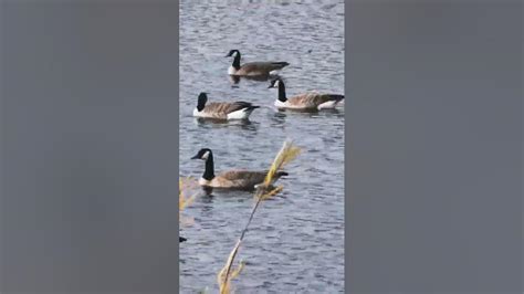 Canadian Goose 🦆 Pond 2 Part 3 🇨🇦 ️👍 Youtube