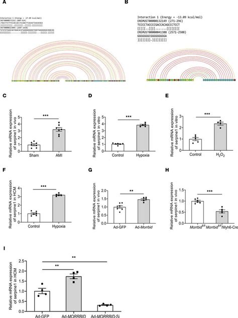 JCI Insight Stress Enhanced Cardiac LncRNA Morrbid Protects Hearts