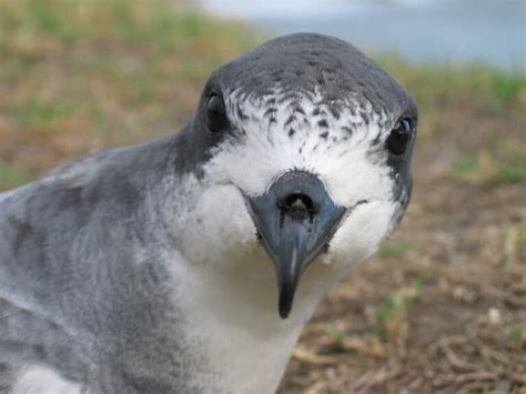 Petrel De Barau Pterodroma Baraui Mundiaves