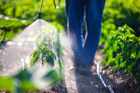 Какие удобрения надо вносить весной для сада и огорода — Fertilizer Daily
