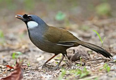 Jenis Burung Poksay Habitat Makanan Dan Daftar Harganya