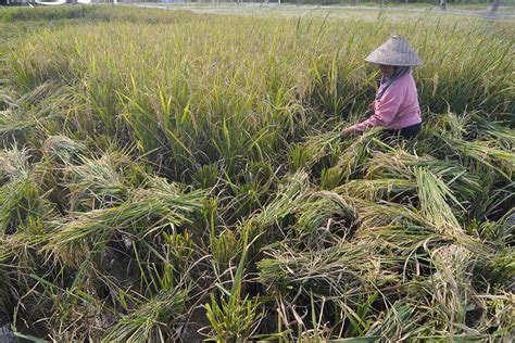 Bps Catat Kenaikan Harga Gabah Kering Panen Di Tingkat Petani Sebesar