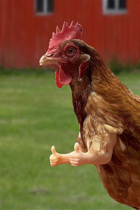 Thumbs Up Chicken Arms Boost Morale In Your Chicken Coop