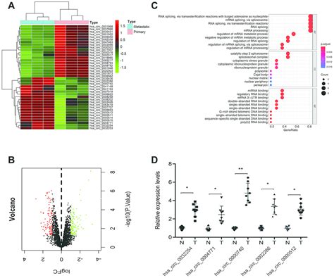 Circular Rna Dhx Promotes Malignant Behavior In Ccrcc By Targeting