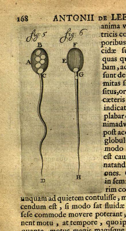 Antonii à Leeuwenhoek Opera Omnia Seu Arcana Naturæ Ope Exactissimorum Microscopiorum