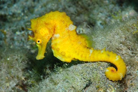 Caballito De Mar Hippocampus Hippocampus Canal Del Rea De