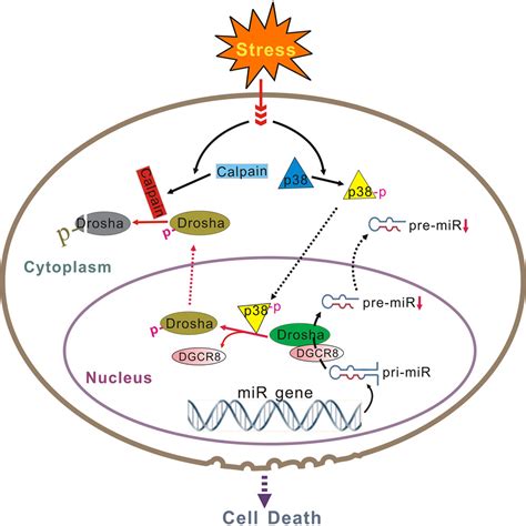 Stress Induces P38 Mapk Mediated Phosphorylation And Inhibition Of Drosha Dependent Cell