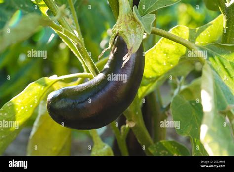 Eggplant Plant Growing In Garden Aubergine Vegetables Harvest