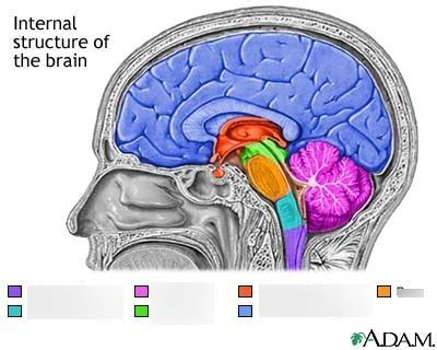 Subcortical Structures Diagram | Quizlet