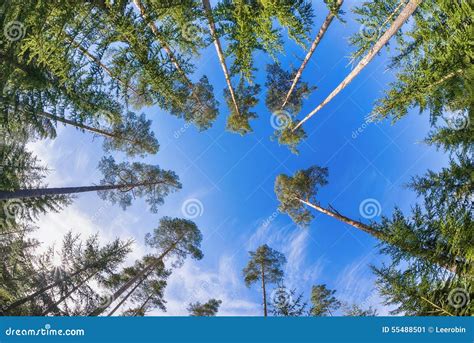 Tall Pine Tree Tops Against Blue Sky Stock Image Image Of Clouds