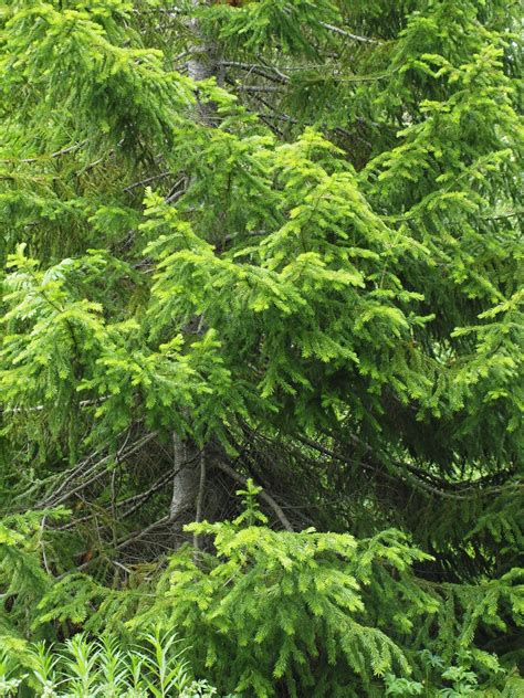 Abies sibirica Síberíuþinur Sibirische Tanne Siberian Rüdiger