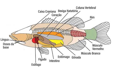 Anatomia Dos Peixes O Que Você Precisa Saber Myaquarium