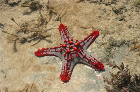 Andy Foto Natura Estrellas Marinas