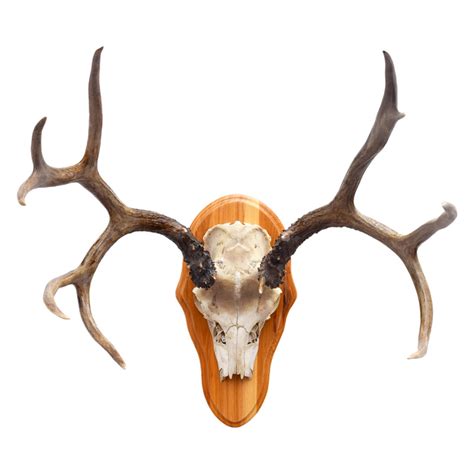Fallow Deer Antler Rack Taxidermy Mounts For Sale And Taxidermy