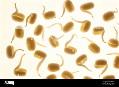Sprouting Bean Plant Hi Res Stock Photography And Images Alamy