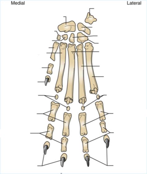 DIAGRAM Canine Distal Limb Foreleg Diagram Quizlet