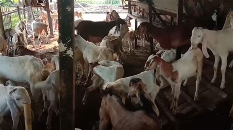 Cara Ternak Kambing Jawa Hingga Sukses