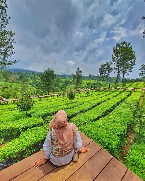 Tea Bridge Gunung Mas Puncak Lokasi Harga Tiket Terbaru Wisata Milenial