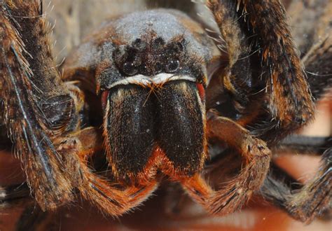 Free Images Wildlife Fauna Invertebrate Close Up Scary Hairy