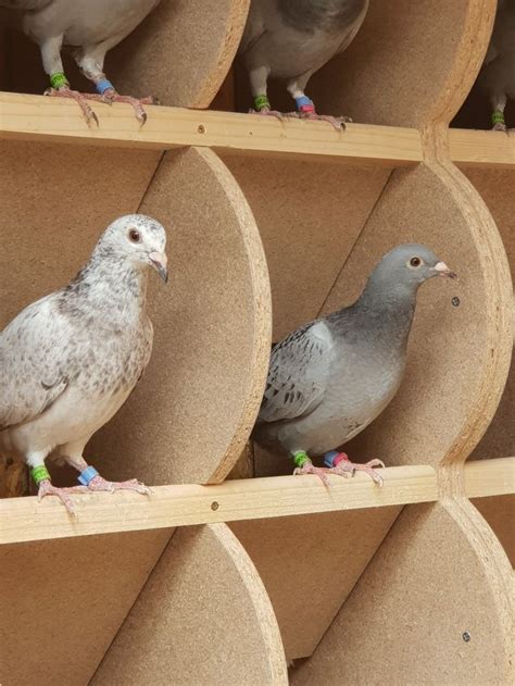 Pin By Mian Farid Masood On Pigeon Loft Pigeon Loft Pigeon Loft