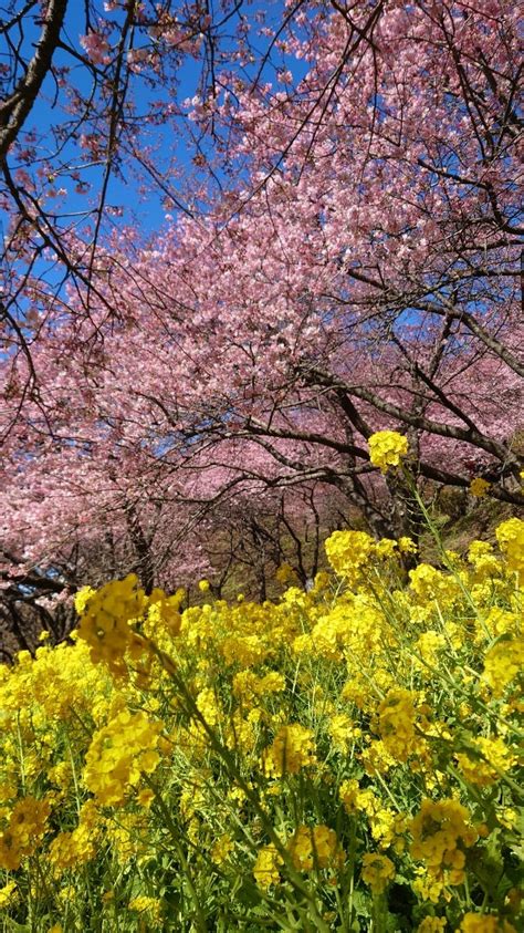 松田早咲きの桜河津桜と富士山の絶景西平畑公園 関東周辺の絶品グルメ絶景などを紹介します