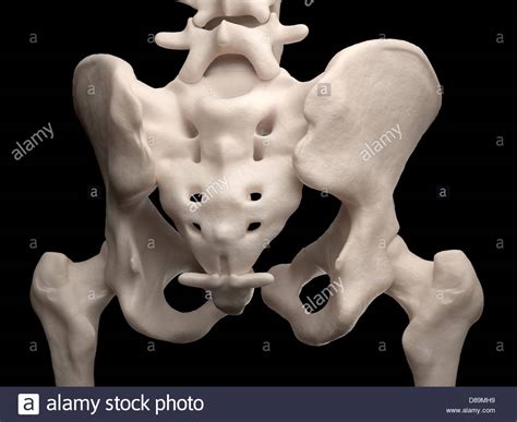 Pelvic Anatomy Posterior View Pelvic Stock Images Royalty Free