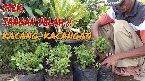 Cara Memperbanyak Tanaman Hias Kacang Kacangan Youtube