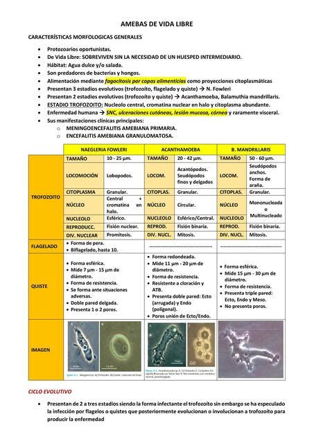 Amebas De Vida Libre Yvan Montes UDocz