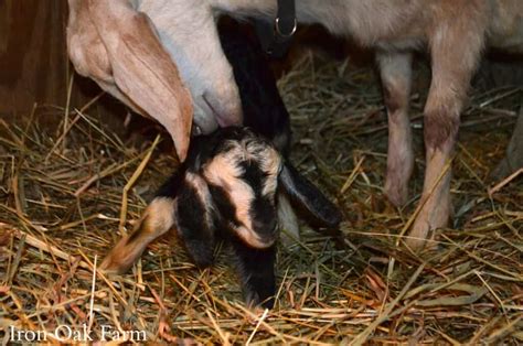 Caring for Goats After Kidding