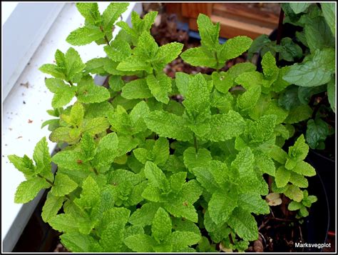 Marks Veg Plot Culinary Herbs