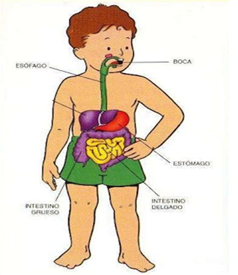 Rompecabezas sistema digestivo 2do básico rompecabezas en línea