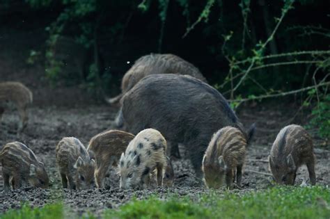 Manada De Cerdos Salvajes Que Buscan Comida En El Bosque Foto Premium