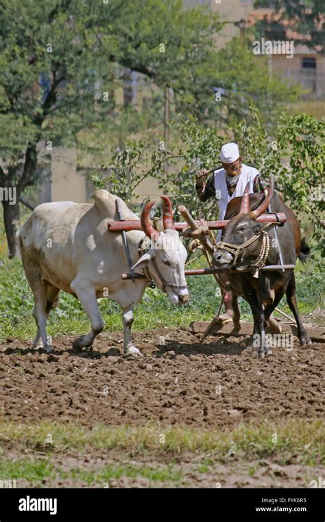 Farmer ploughing the field Stock Photo - Alamy