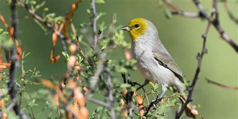 Smallest Birds In The World: Tiniest Bird Species Ranked ️