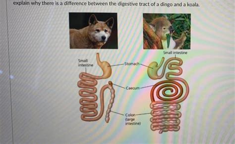 Solved explain why there is a difference between the | Chegg.com