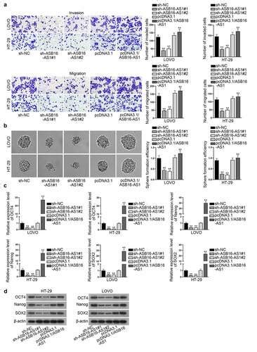 Full Article Lncrna Asb16 As1 Drives Proliferation Migration And