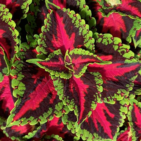 Coleus Heartbreaker