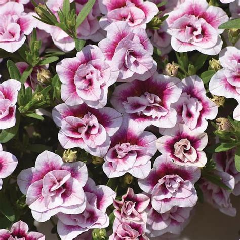 Vigoro 2 Qt Calibrachoa Million Bells Minifamous Uno Double Pinktastic